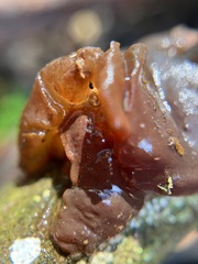 Phaeotremella fimbriata
