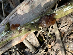 Phaeotremella fimbriata
