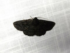 Melanodes anthracitaria