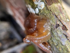 Phaeotremella fimbriata