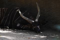 Tragelaphus eurycerus isaaci