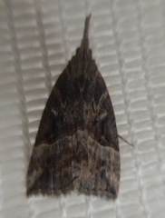 Hypena rostralis