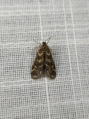 Hygraula nitens