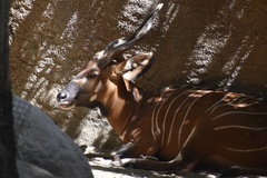 Tragelaphus eurycerus isaaci