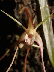 Dendrobium tetragonum