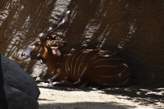 Tragelaphus eurycerus isaaci