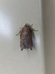 Arachnographa micrastrella