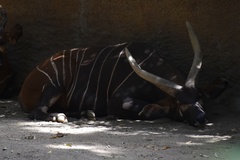 Tragelaphus eurycerus isaaci