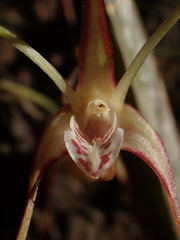 Dendrobium tetragonum