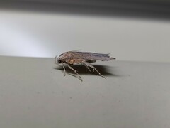 Arachnographa micrastrella