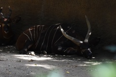 Tragelaphus eurycerus isaaci