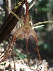 Dendrobium tetragonum