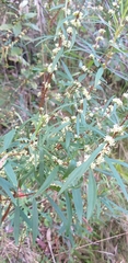 Pimelea axiflora axiflora