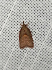 Enchocrates glaucopis