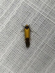 Merocroca automima