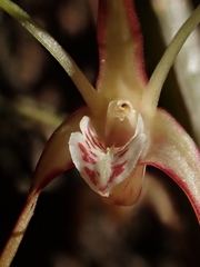 Dendrobium tetragonum