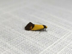 Merocroca automima