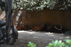 Tragelaphus eurycerus isaaci