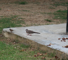 Streptopelia chinensis