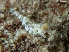 Philocheras breviflagella