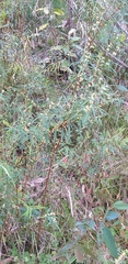 Pimelea axiflora axiflora