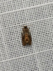 Acroceuthes metaxanthana