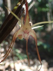 Dendrobium tetragonum