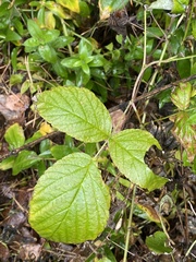 Rubus idaeus