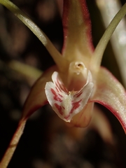 Dendrobium tetragonum