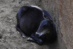 Cephalophus silvicultor