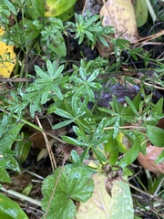 Galium mollugo