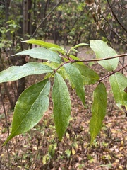 Sambucus racemosa