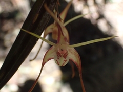 Dendrobium tetragonum