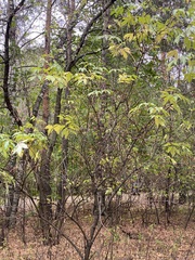 Sambucus racemosa