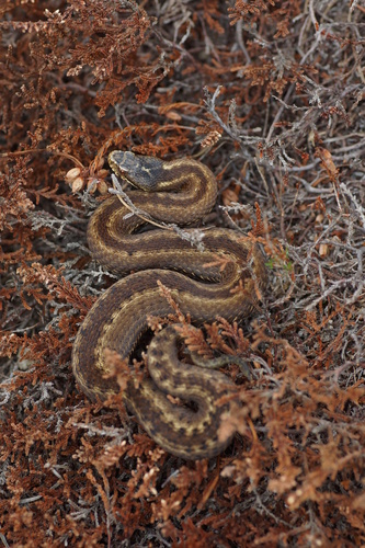 Seoane's Viper