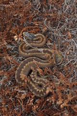 Vipera seoanei