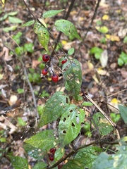 Solanum dulcamara