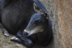 Cephalophus silvicultor