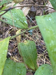 Polygonatum odoratum