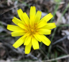Microseris walteri
