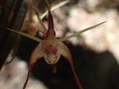 Dendrobium tetragonum