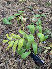 Polygonatum odoratum