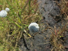 Eriocaulon tuberiferum