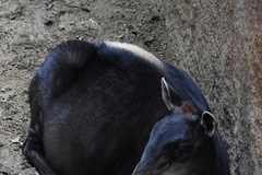 Cephalophus silvicultor