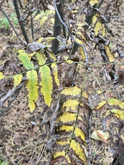 Sorbus aucuparia