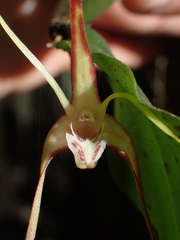 Dendrobium tetragonum