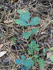 Chelidonium majus