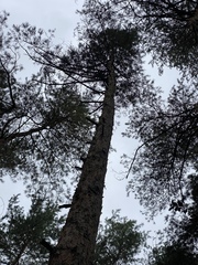Pinus sylvestris