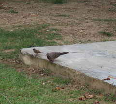 Streptopelia chinensis