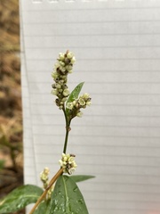 Persicaria